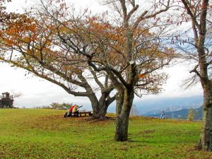 桜の木がある大野山山頂