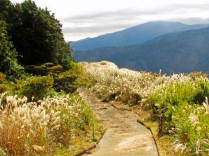 大野山山頂付近の山道