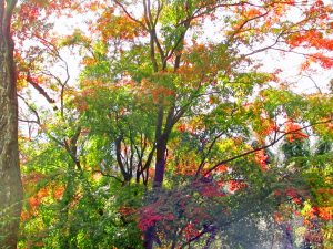 谷峨方面登山道の紅葉