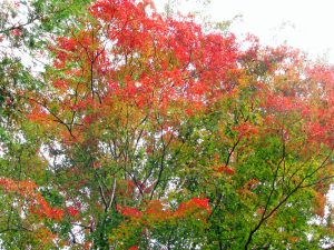 谷峨方面登山道の紅葉