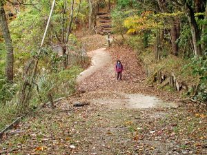 谷峨方面と山北つぶらの公園との分岐分岐付近（上方が大野山山頂）