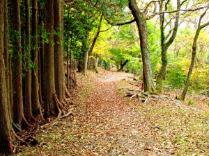 山北つぶらの公園への山道